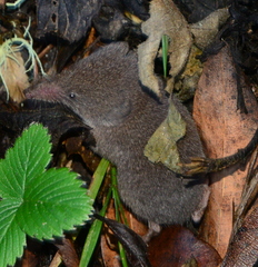 Sorex trowbridgii