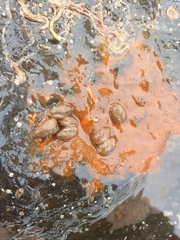 Acar squamosa