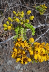 Senna galeottiana