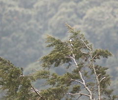Accipiter striatus chionogaster