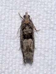 Pseudexentera hodsoni