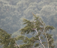 Accipiter striatus chionogaster