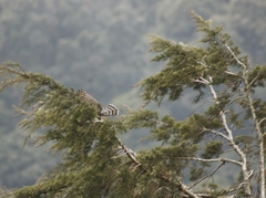 Accipiter striatus chionogaster