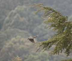 Accipiter striatus chionogaster