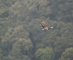 Accipiter striatus chionogaster