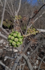 Aralia humilis
