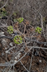 Aralia humilis