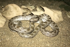 Hypsiglena ochrorhynchus