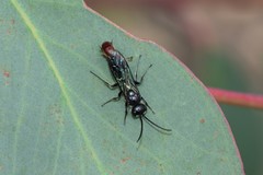 Rhagigaster