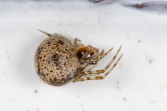 Theridiidae