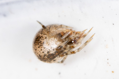 Theridiidae