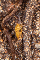 Willowsia nigromaculata