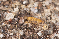 Willowsia nigromaculata