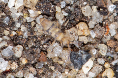 Willowsia nigromaculata