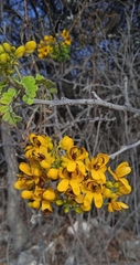 Senna galeottiana