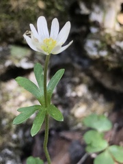 Anemone edwardsiana