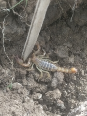 Paruroctonus soda