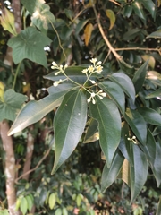 Cinnamomum yabunikkei