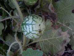 Solanum myriacanthum