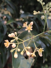 Cinnamomum yabunikkei