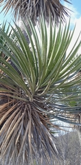 Yucca periculosa