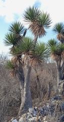 Yucca periculosa