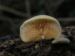 Crepidotus praecipuus