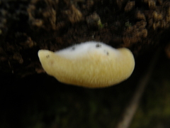 Crepidotus praecipuus