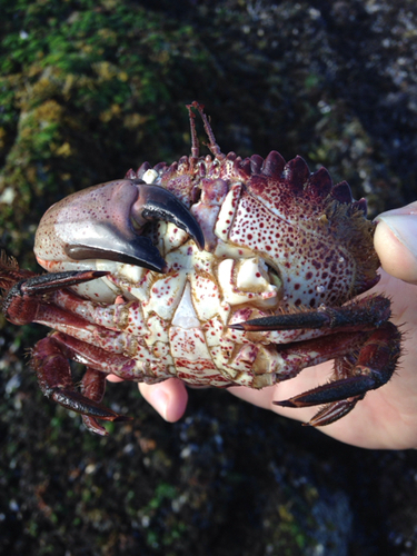 Pacific Rock Crab, photo 7 of 8