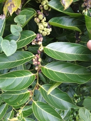 Glochidion lanceolatum