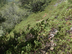 Arctostaphylos parryana