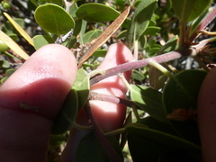 Arctostaphylos parryana