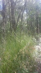 Austrostipa muelleri