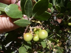 Arctostaphylos parryana