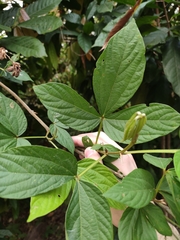 Flemingia macrophylla