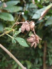 Flemingia macrophylla