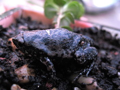 Hypopachus variolosus