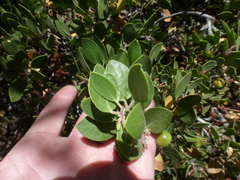 Arctostaphylos parryana