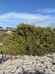Juliflorae
