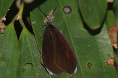 Pompelon marginata