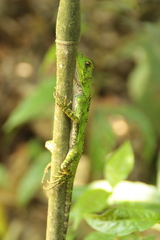 Enyalioides