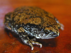 Hypopachus variolosus