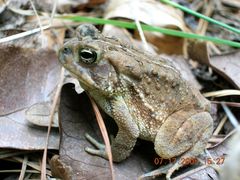 Anaxyrus fowleri