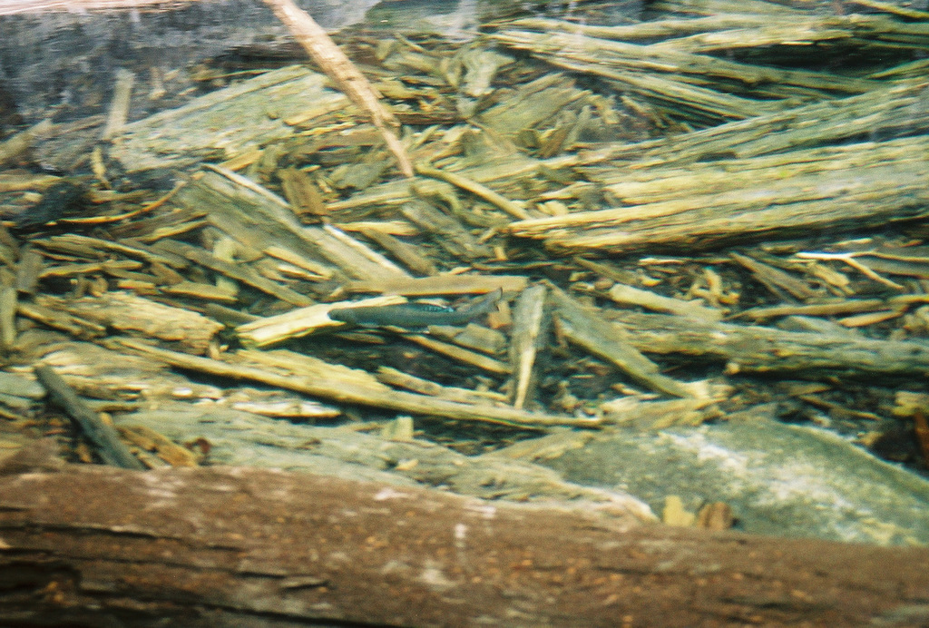 Arctic Grayling