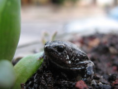 Hypopachus variolosus