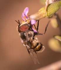Copestylum fornax