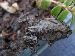 Hypopachus variolosus