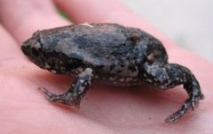 Hypopachus variolosus