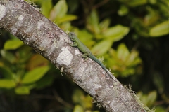 Sceloporus hondurensis