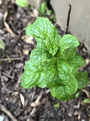 Mentha